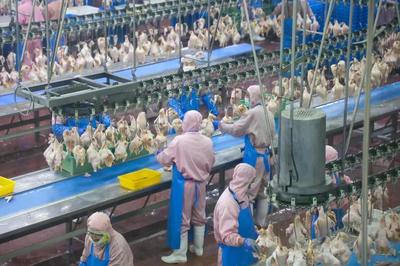 乳山預制菜企業實現年銷售額近10億元，飼料原料銷售雙輪驅動